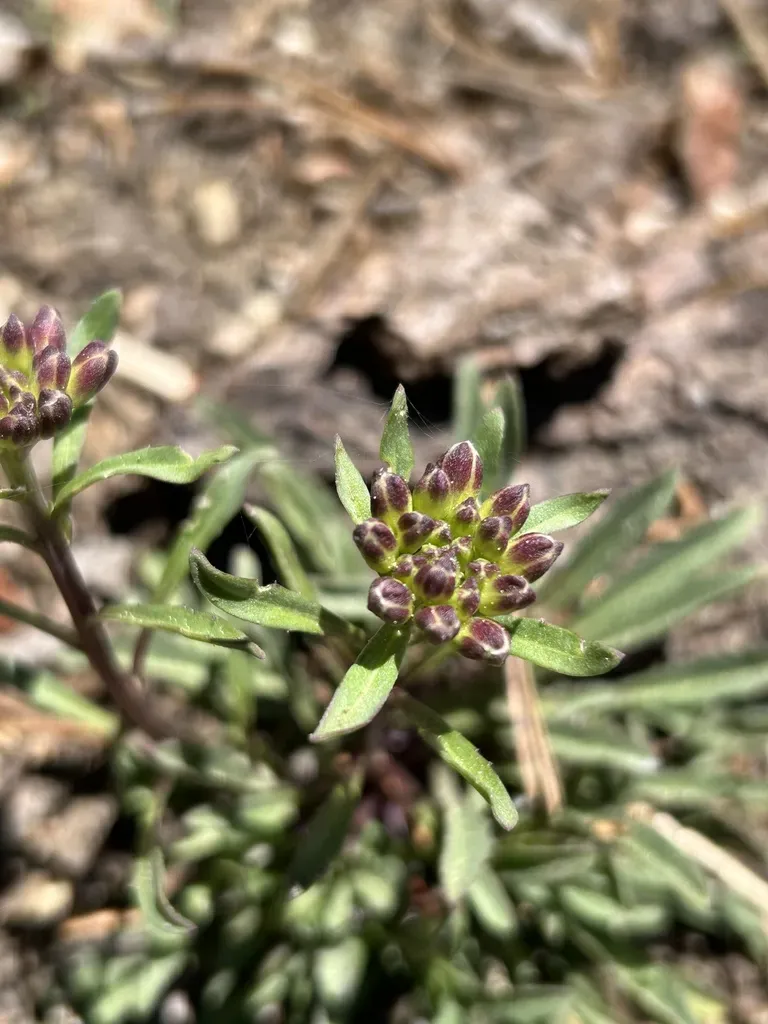 Perennial Wallflower