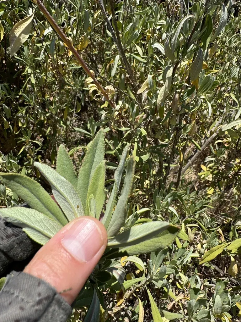 White × Black Sage Hybrid