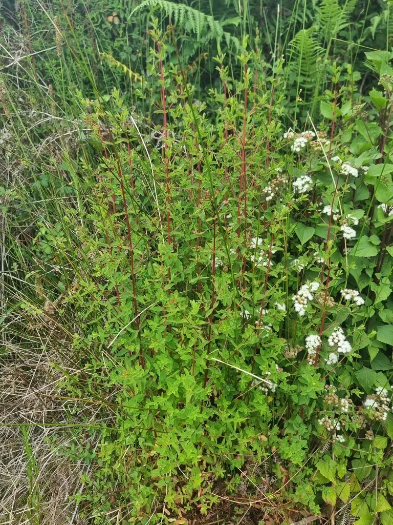 Wavy St. John's Wort