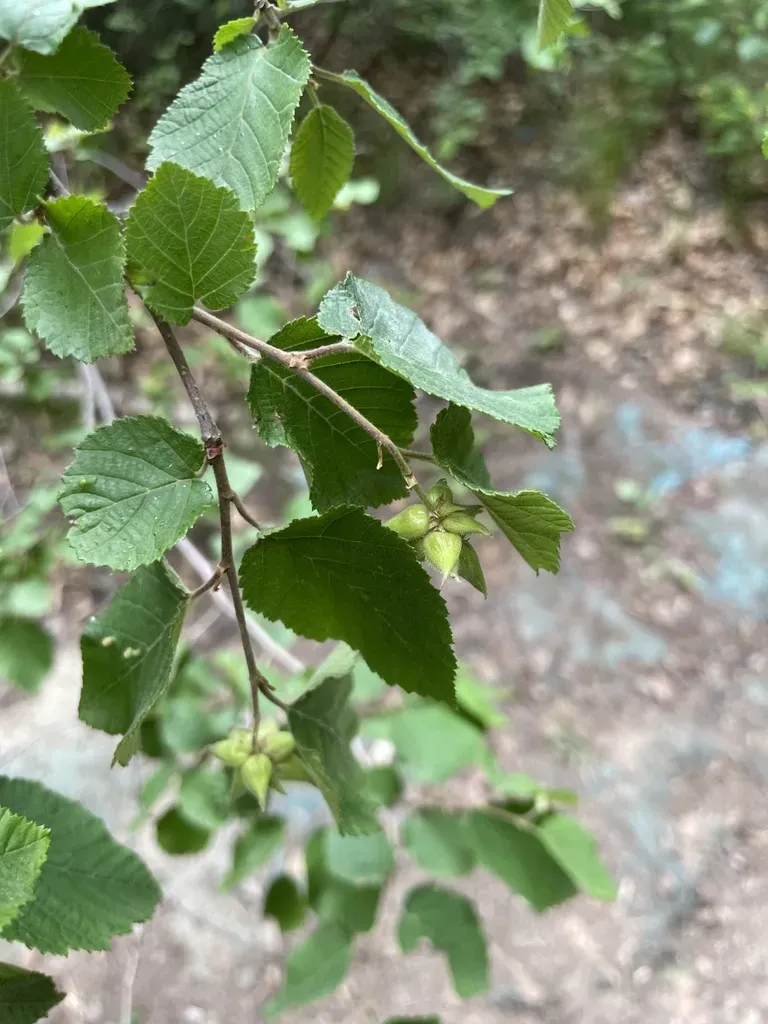 Ostryopsis Davidiana