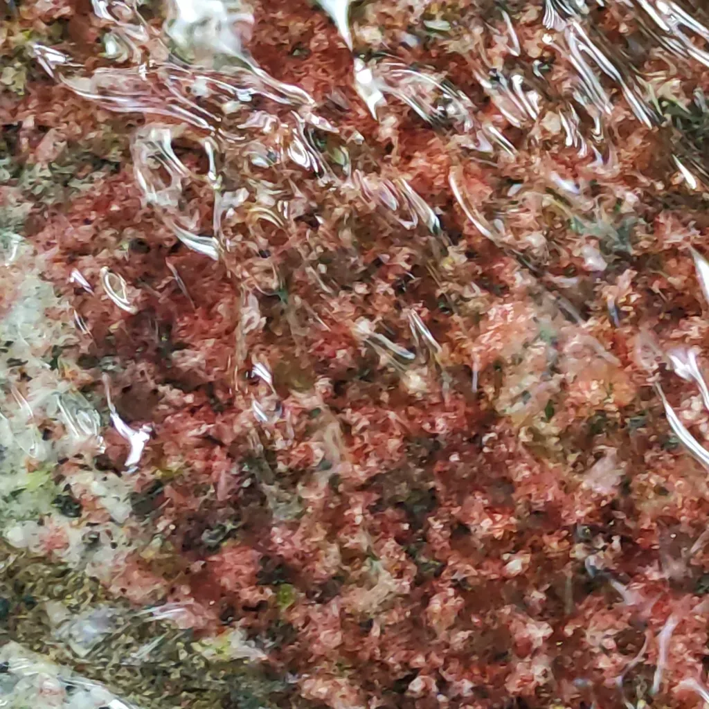 Hildenbrandia Rivularis