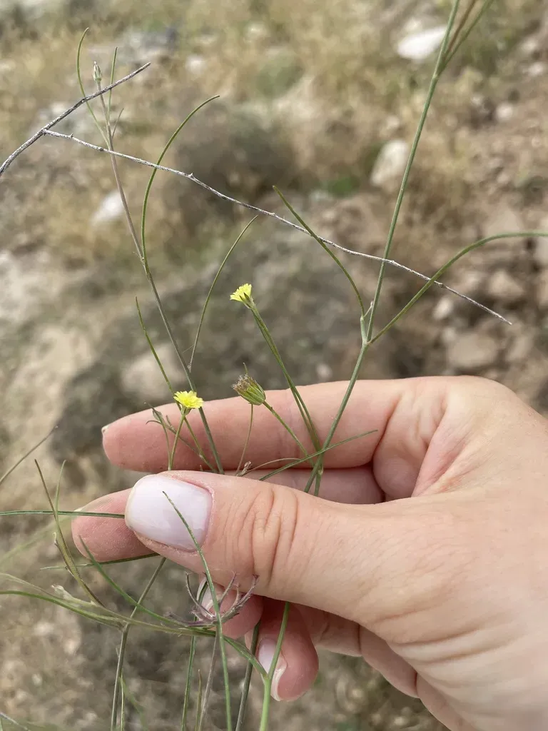 Koelpinia Tenuissima