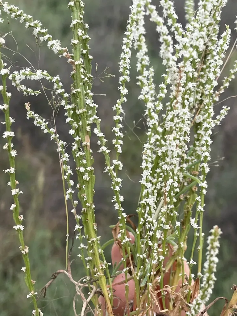 Psylliostachys Leptostachyus