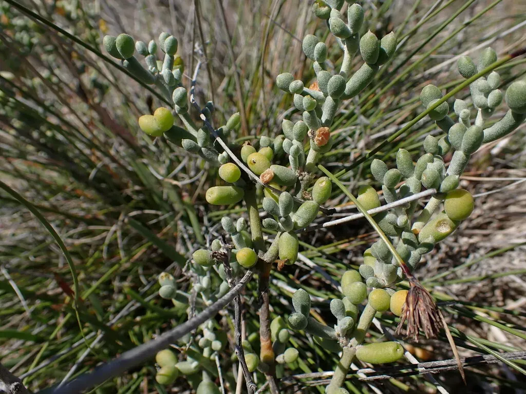 Tetraena Alba