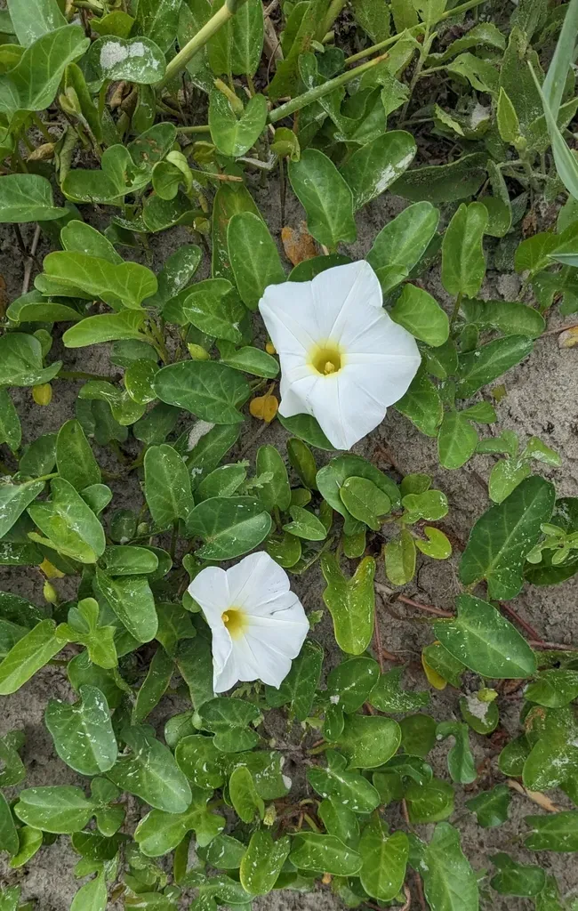 Beach Morning-glory