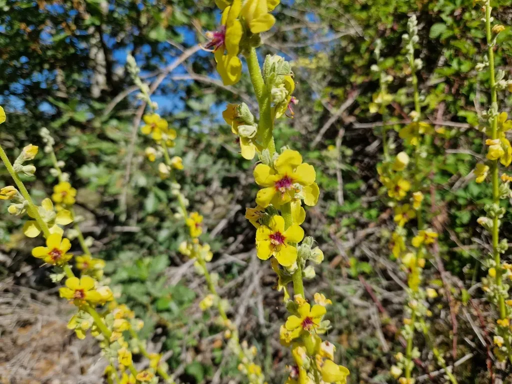 Round-leaved Mullein