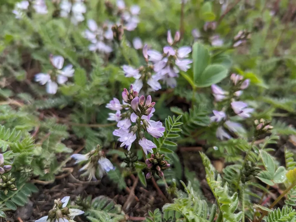 Alpine Milkvetch