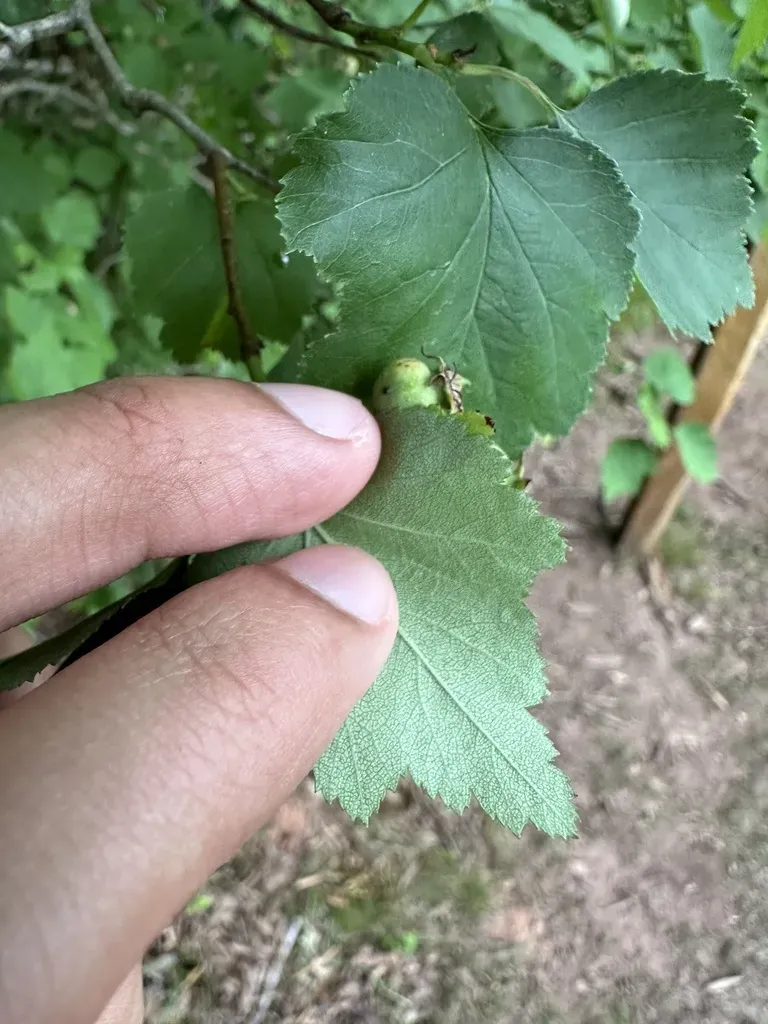 Waxy-fruited Hawthorn