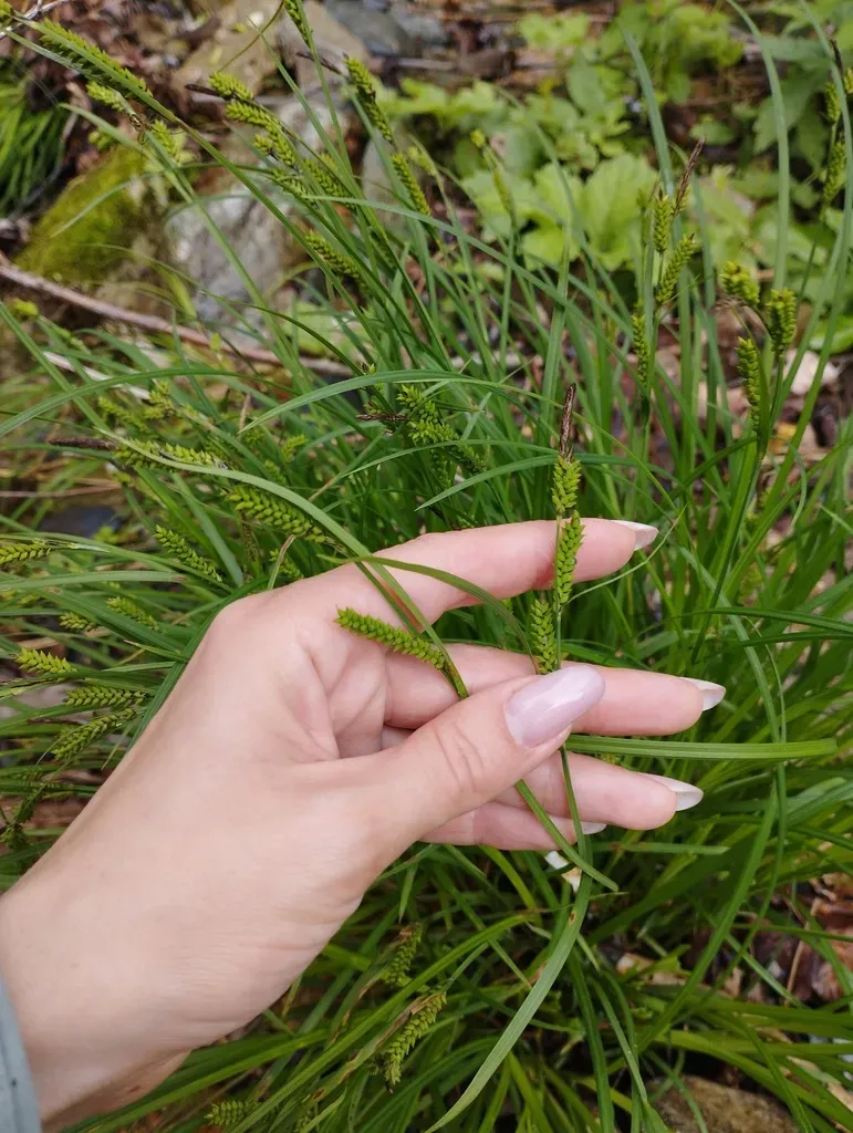 Carex Augustinowiczii