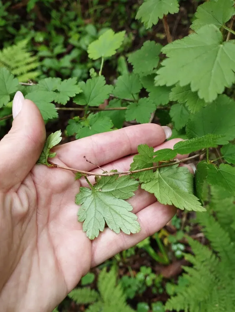 Ribes Maximoviczianum