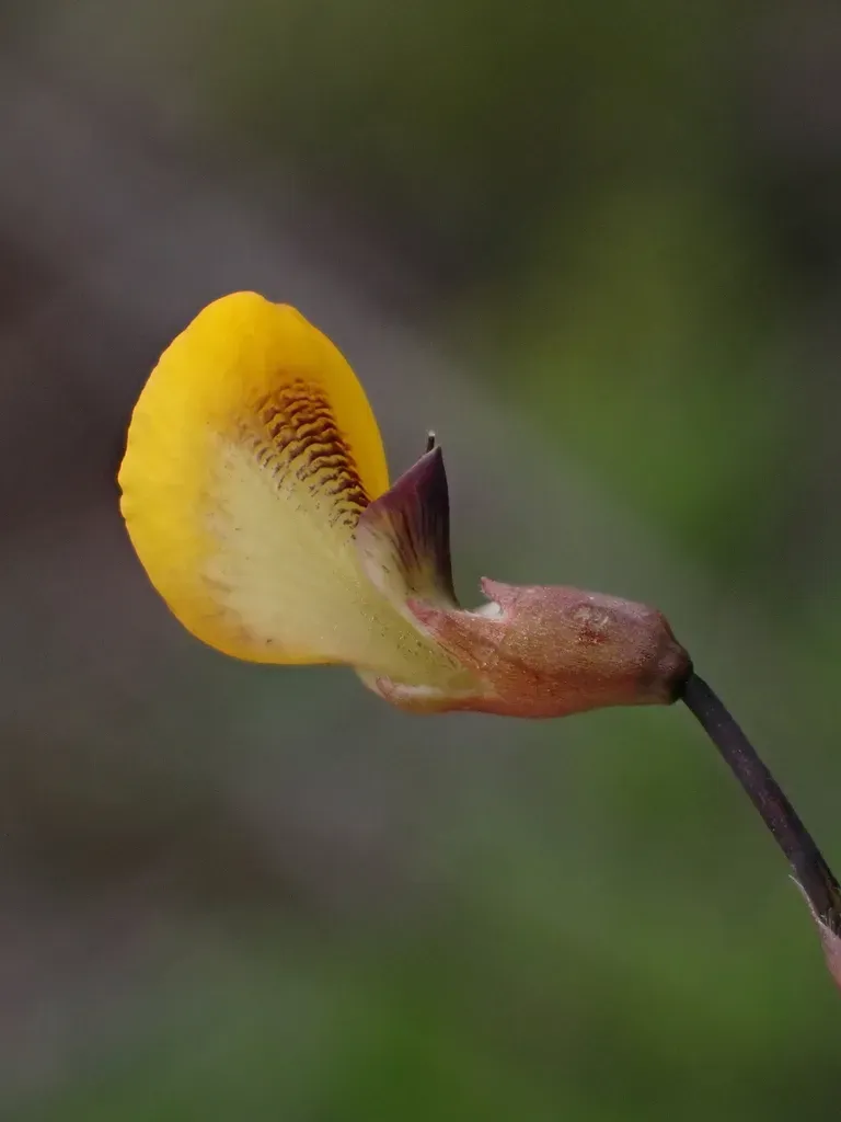 Adesmia Brachysemeon