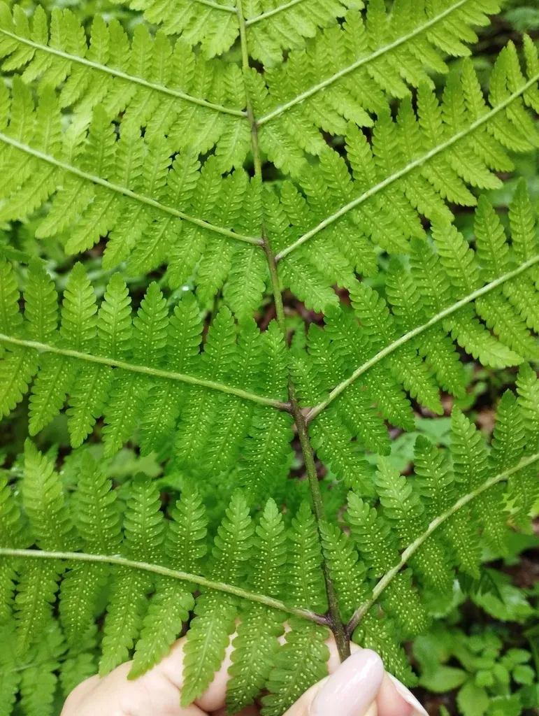 Cornopteris Crenulatoserrulata