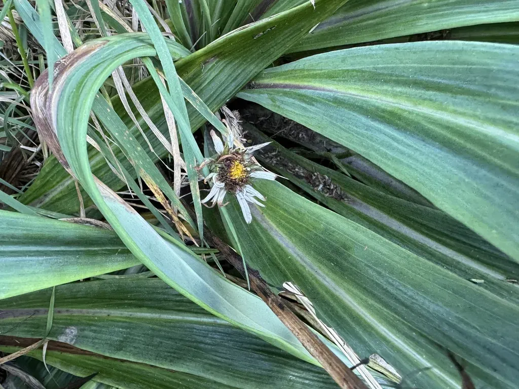 Banks Peninsula Daisy