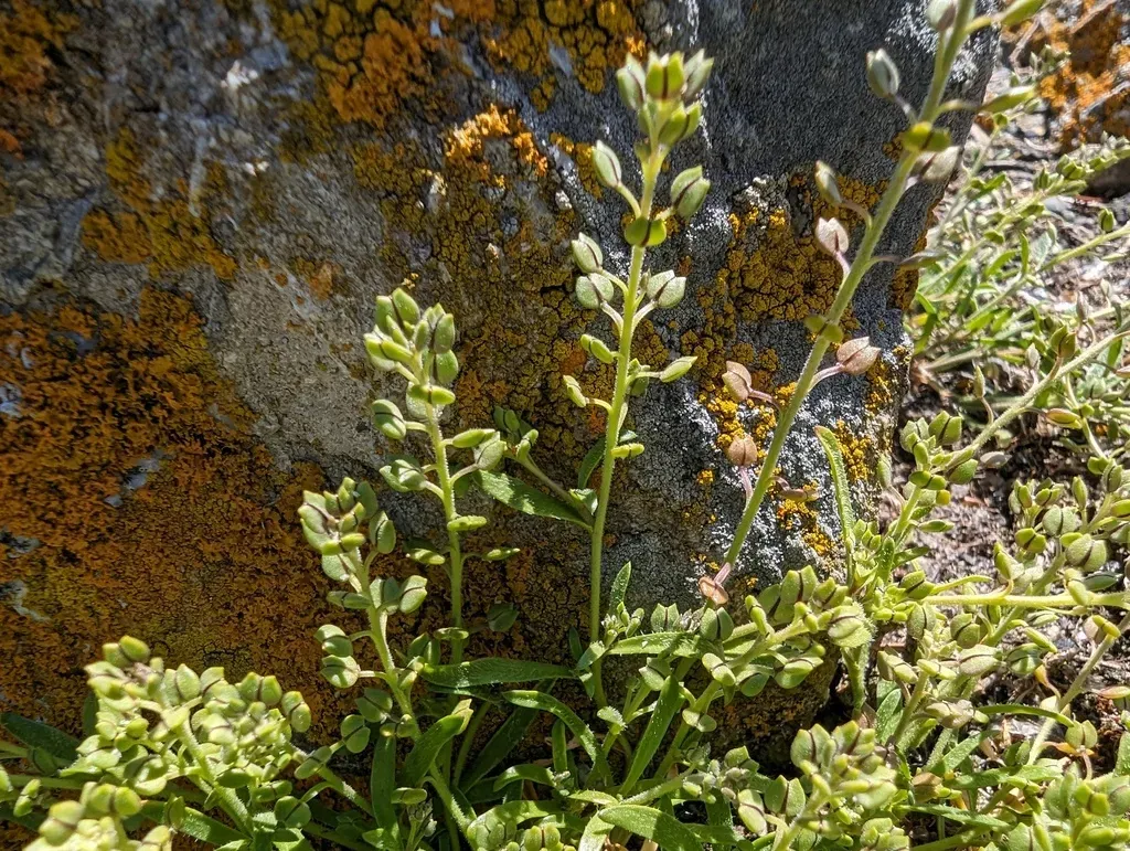 Sharp-pod Pepper-grass