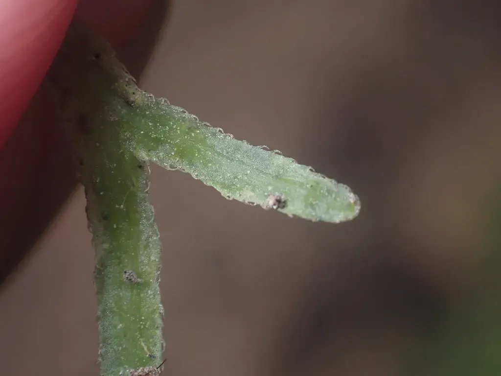 Prionothallus Xiphoides