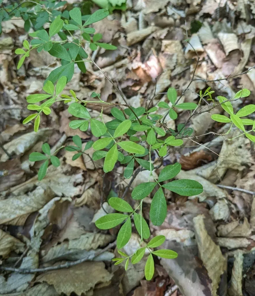 Caragana Ussuriensis