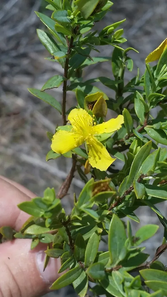 Arcadian St. John's Wort