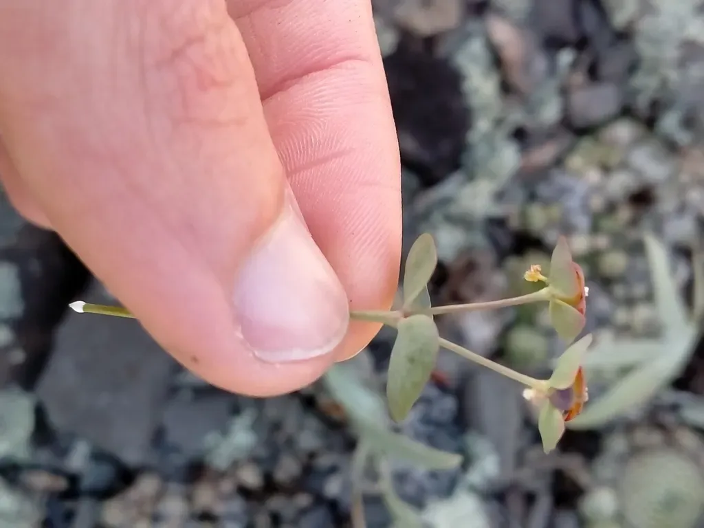 Euphorbia Microcarpa