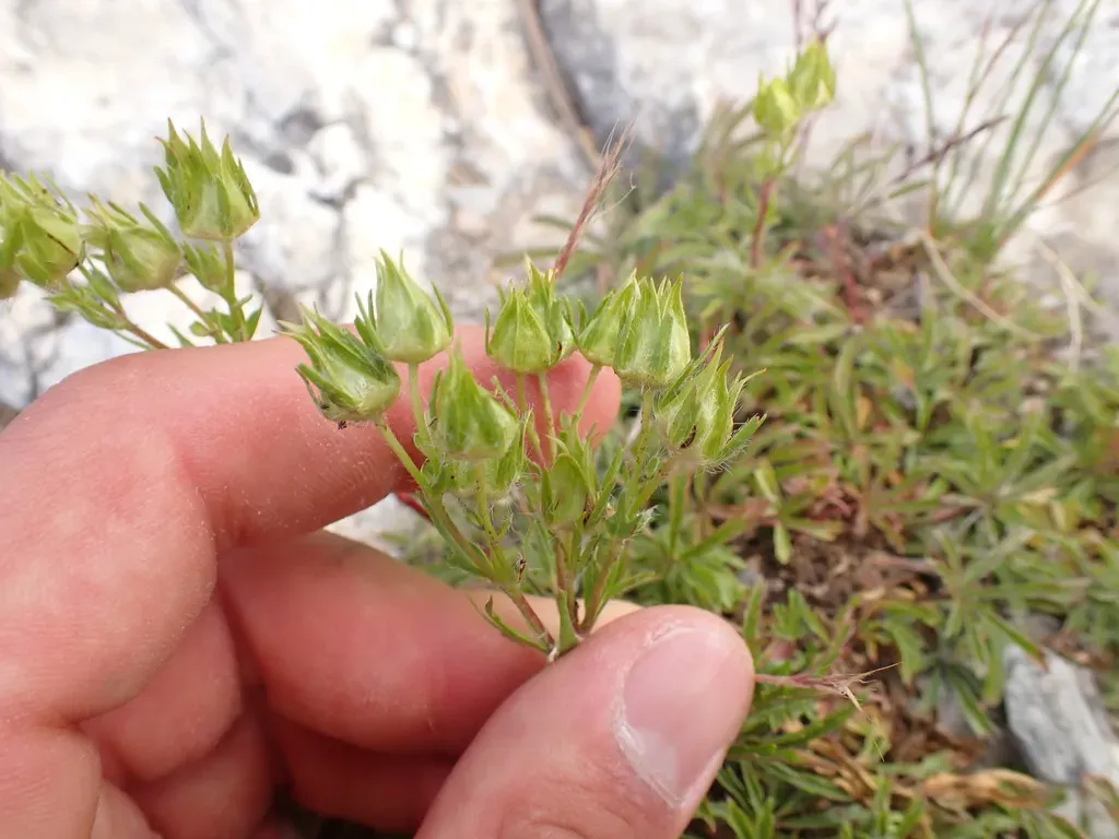 Hairy Cinquefoil