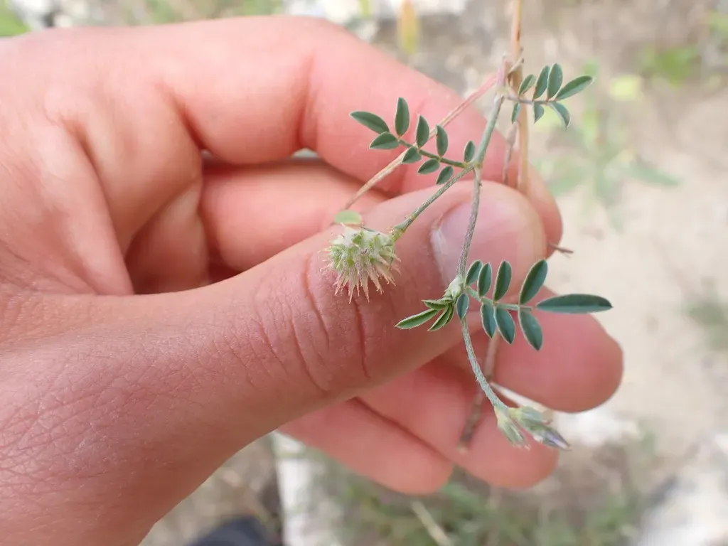 Cockscomb Sainfoin