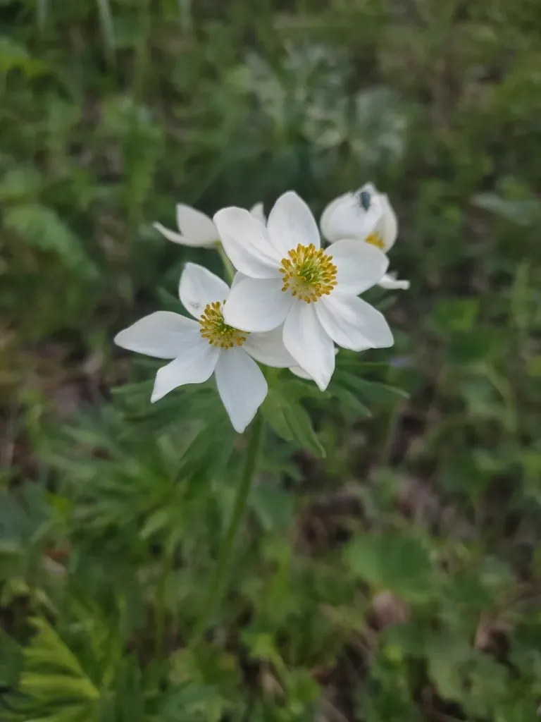 Anemonastrum Biarmiense