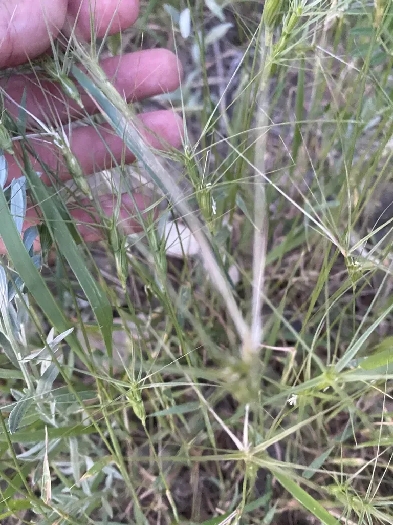 Two-inch Goatgrass