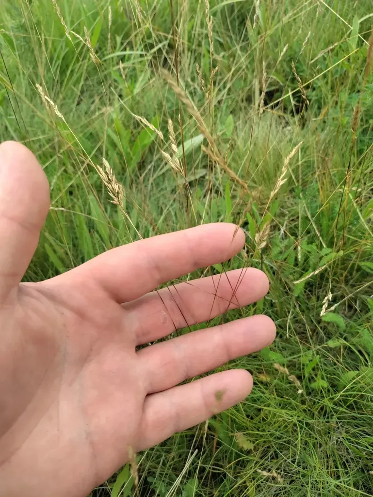Festuca Pseudovina