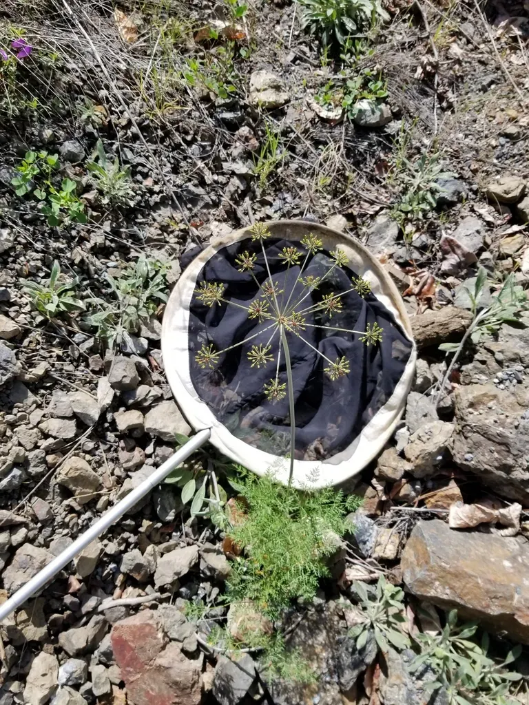 Carrot-leaved Desert-parsley