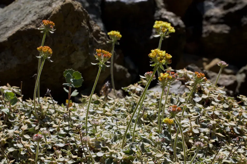 The Cedars Buckwheat