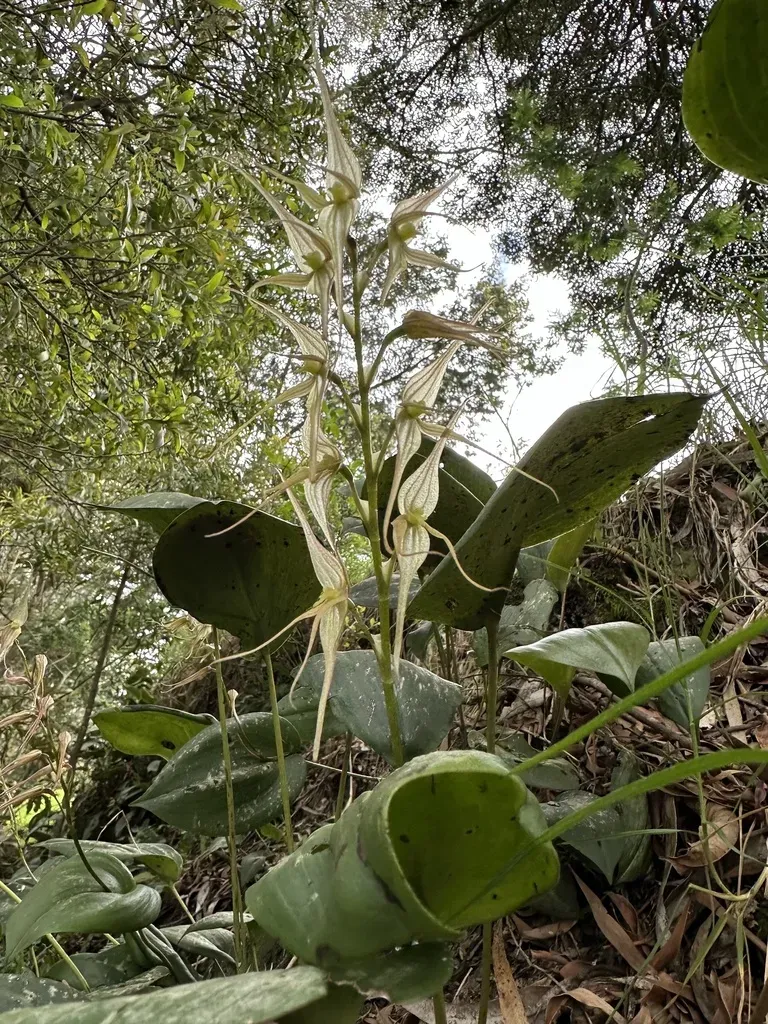 Pleurothallis Phalangifera