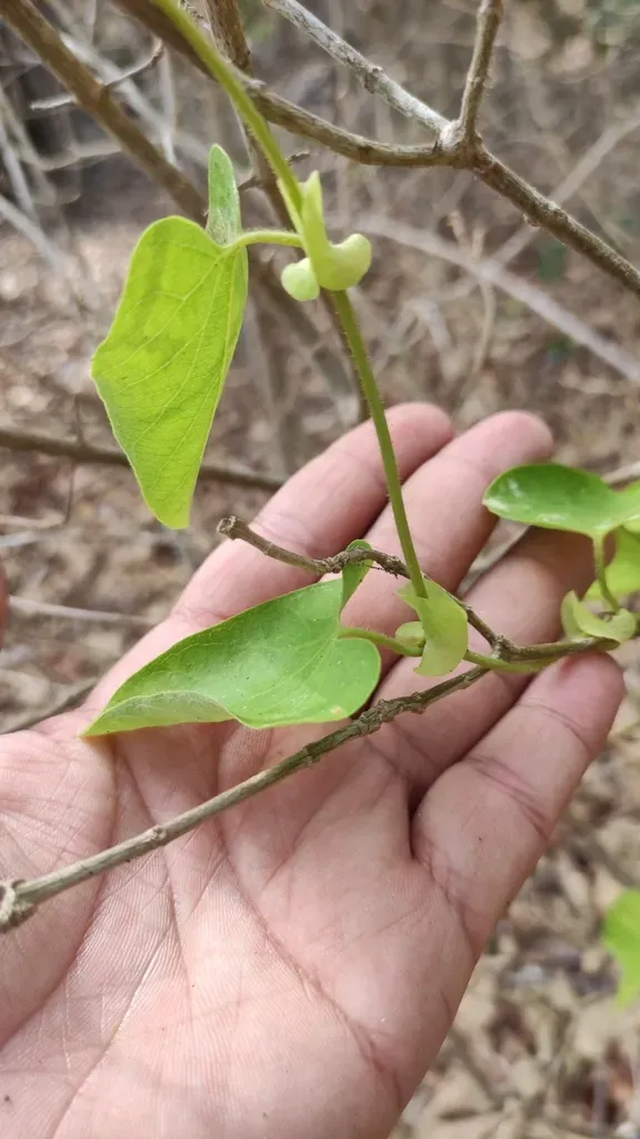 Aristolochia Inflata