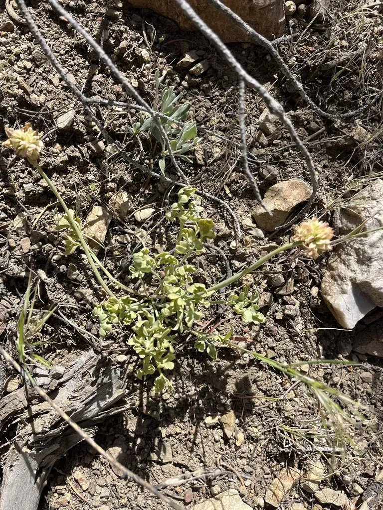 Anderson's Buttercup