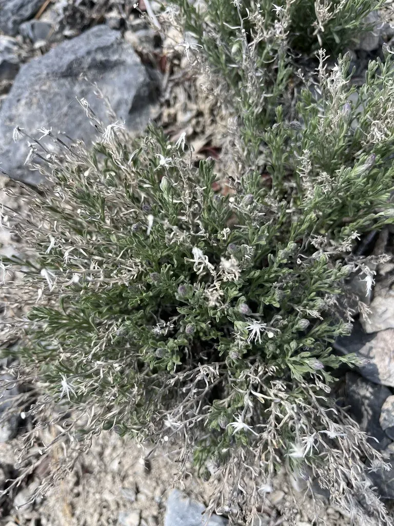 Narrowleaf Brickellbush