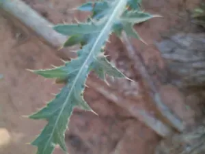 Arizona Thistle