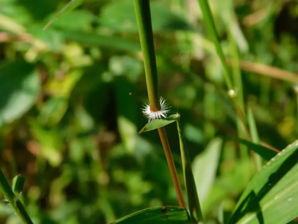 Ischaemum Feildingianum