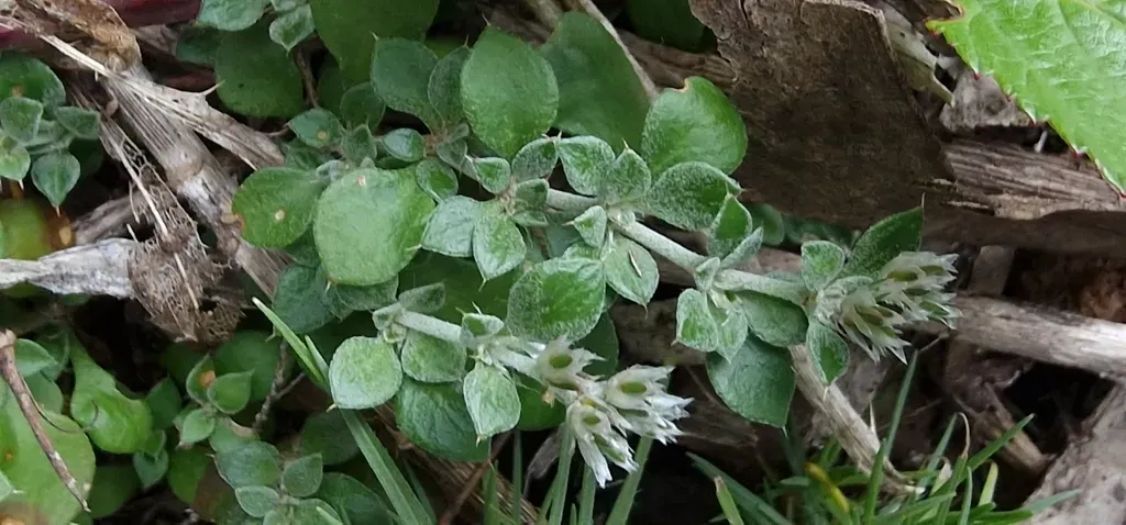 Polycarpaea Latifolia