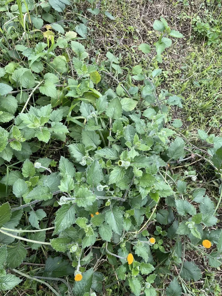 Crassocephalum Vitellinum