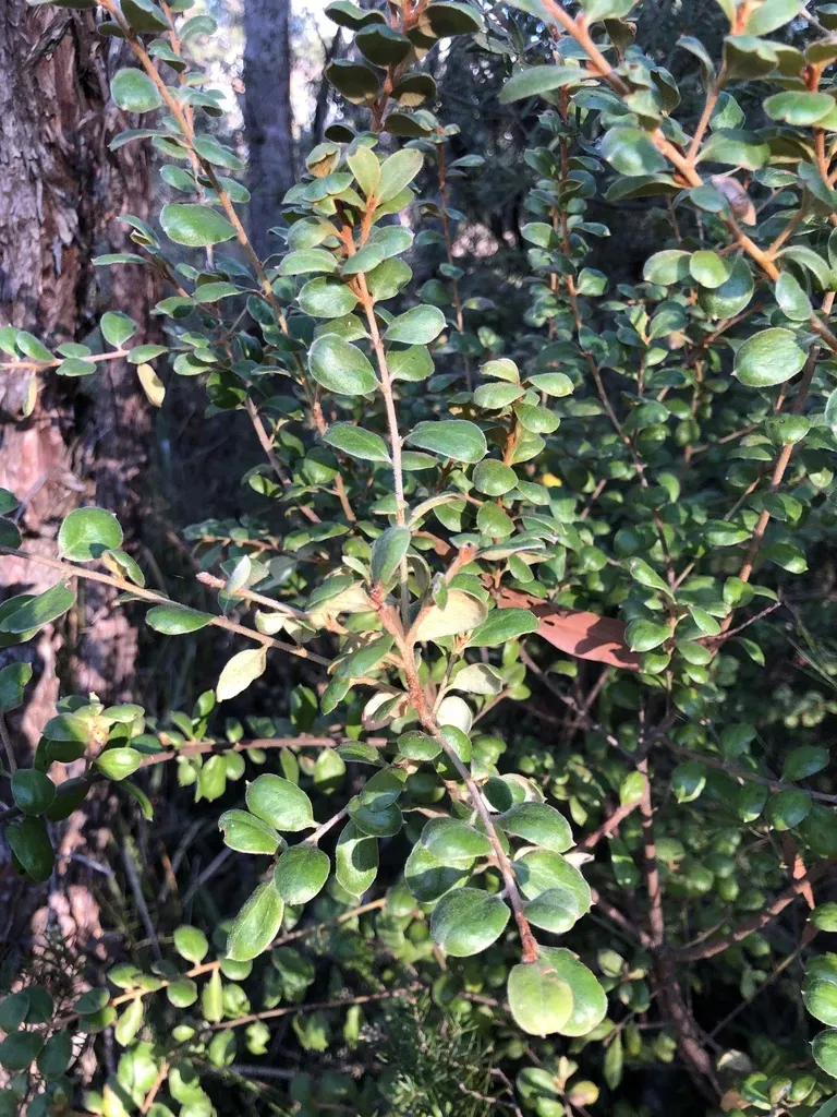 Grevillea Rhizomatosa
