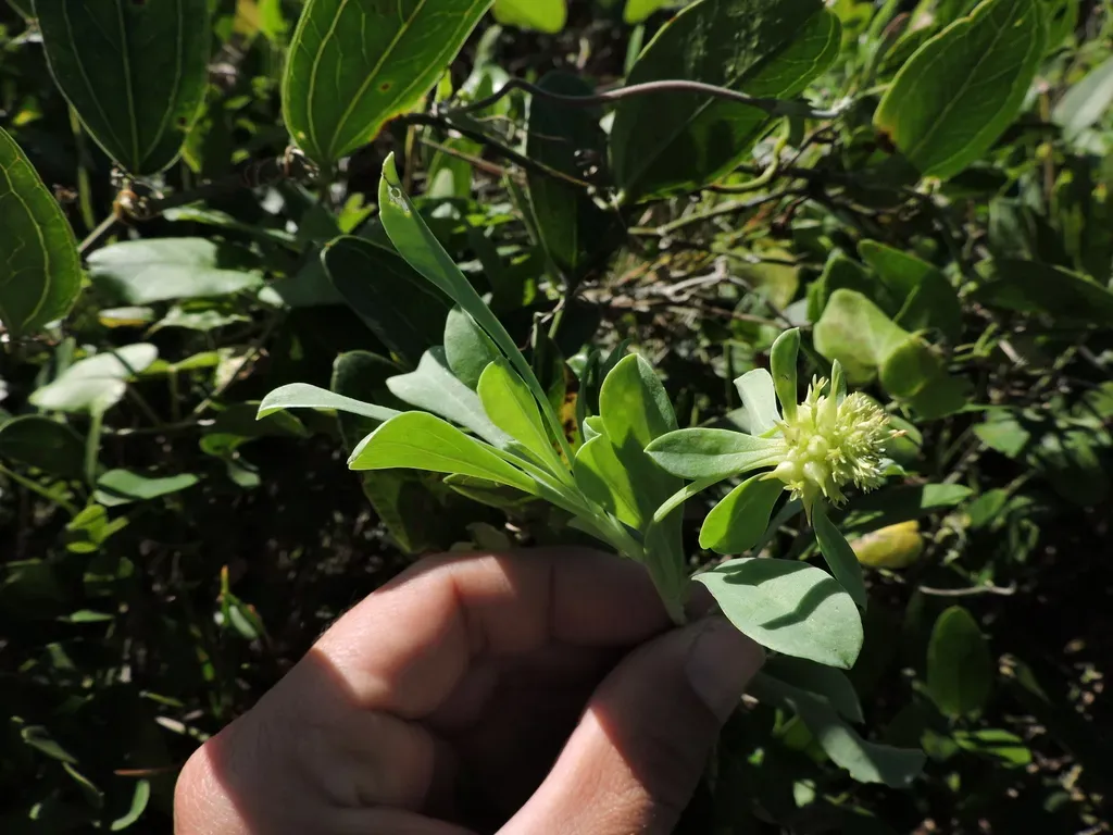 Acicarpha Bonariensis