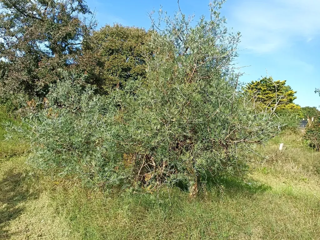 Schinus Lentiscifolia