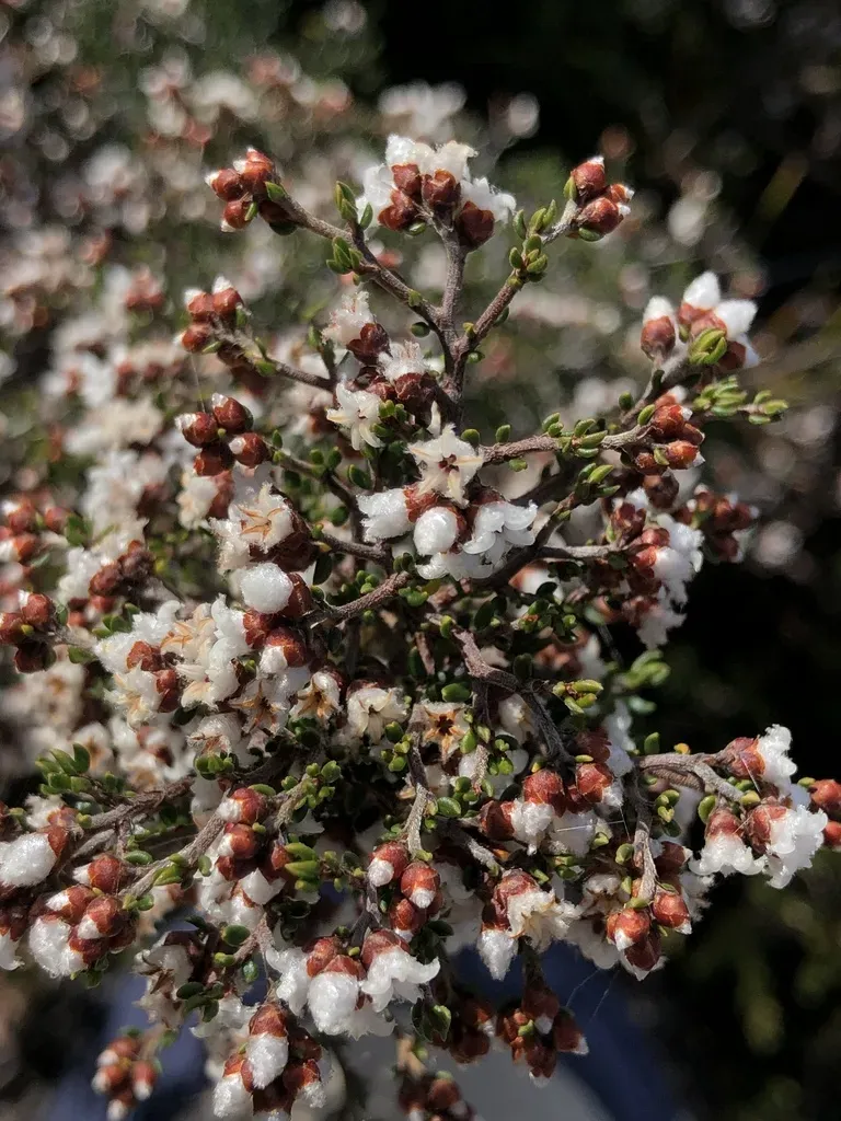 Cryptandra Lanosiflora