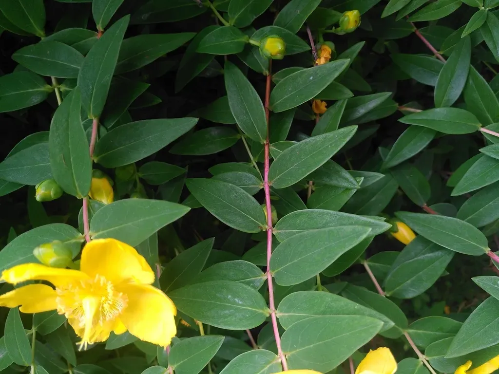 Hypericum × Moserianum