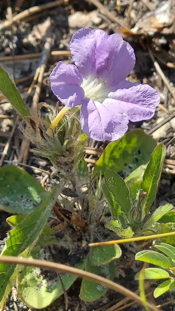 Sandhill Wild-petunia