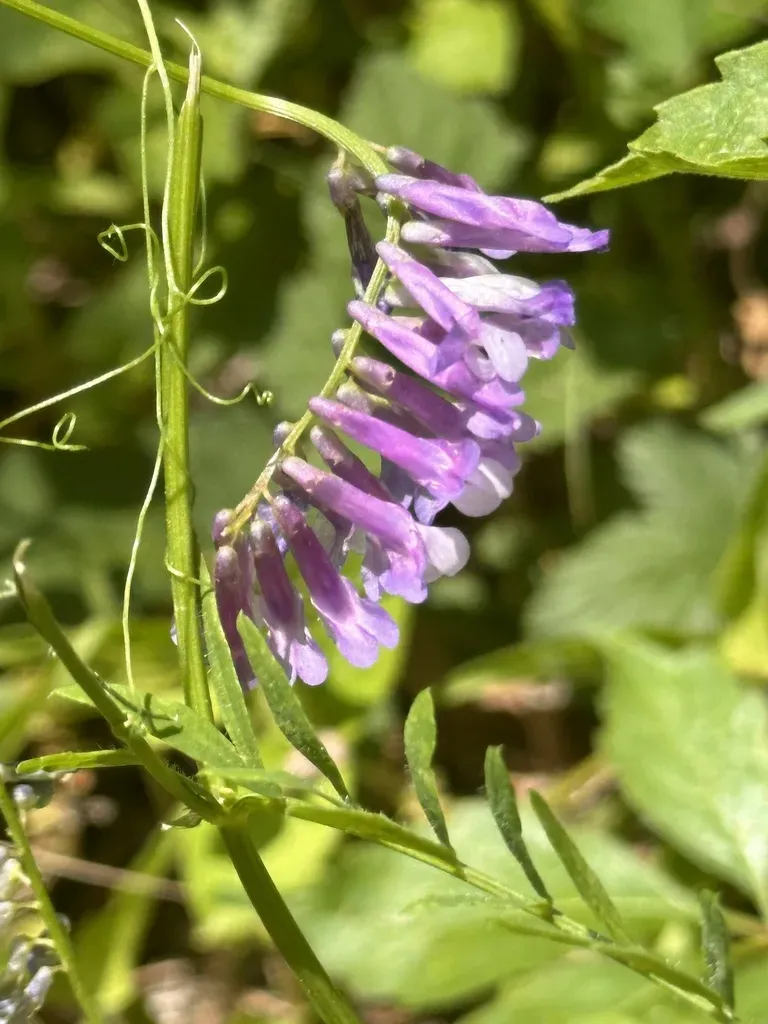 Hairy Vetch