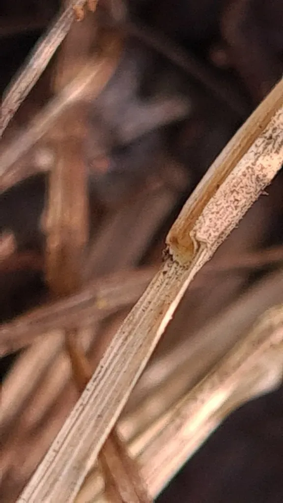 Short-hair Plume Grass