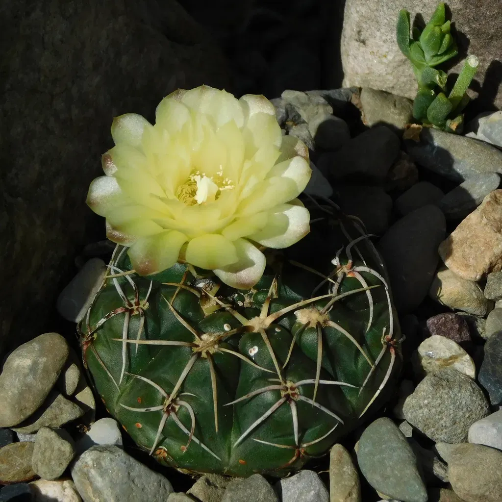 Gymnocalycium Uruguayense
