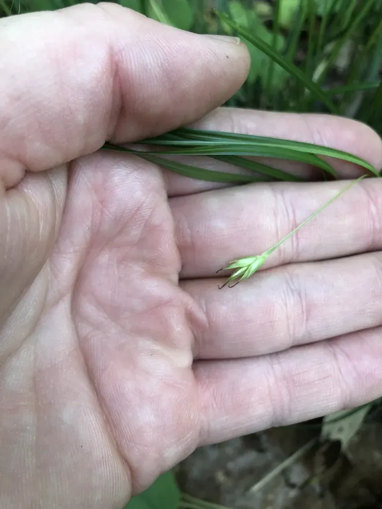 Basal Flower Sedge