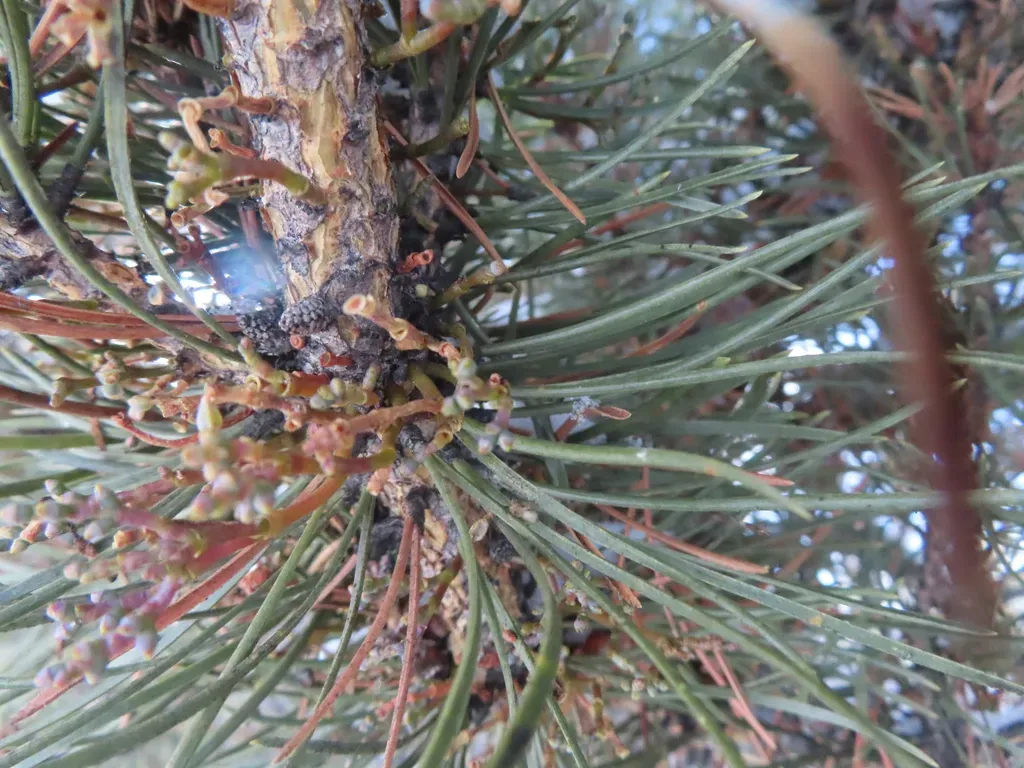 American Dwarf Mistletoe