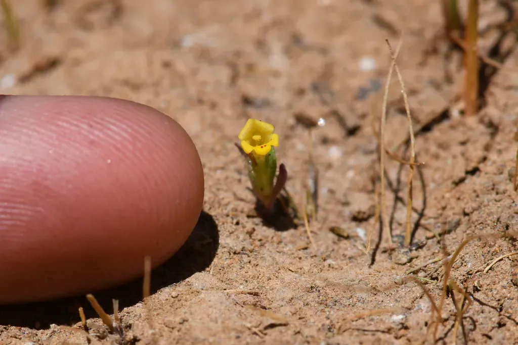 Egg Lake Monkeyflower