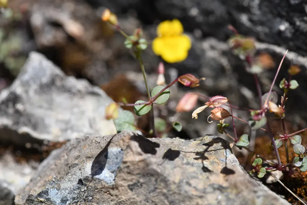 Serpentine Canyon Monkeyflower